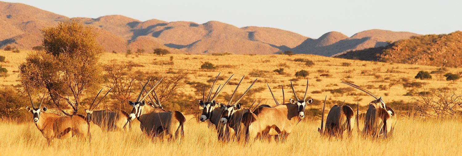 De Oryx staan op de dorre vlaktes van de Kalahari woestijn op zoek naar eten. Voor de foto onderbreken ze even dit ritueel.