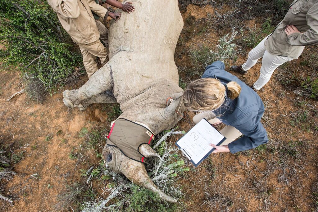 het monitoren van de neushoorns - African Parks