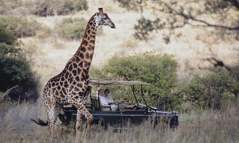 Welgevonden - game drive - African Luxury