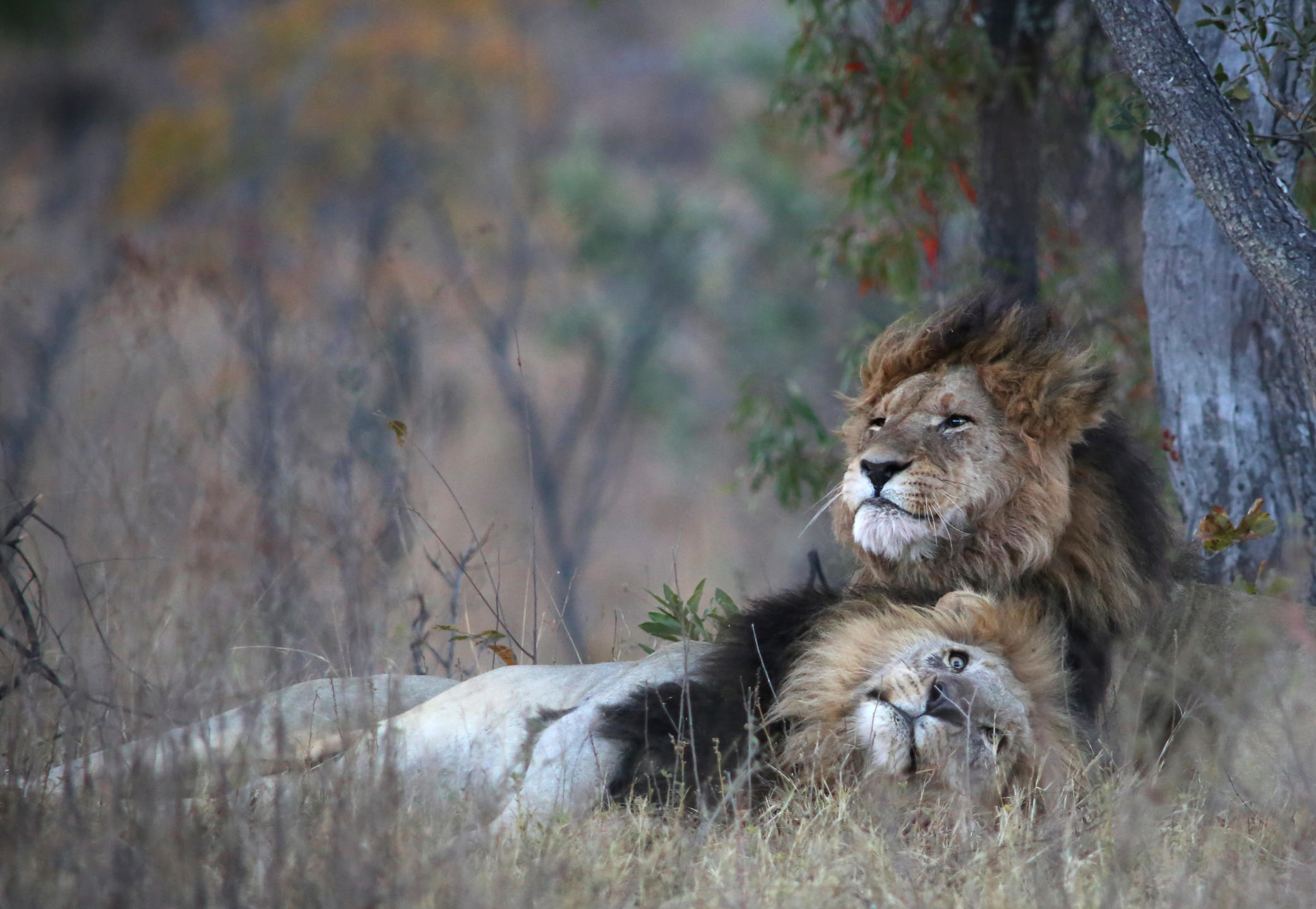 makweti-Boma-Dinners-welgevonden-african-luxury