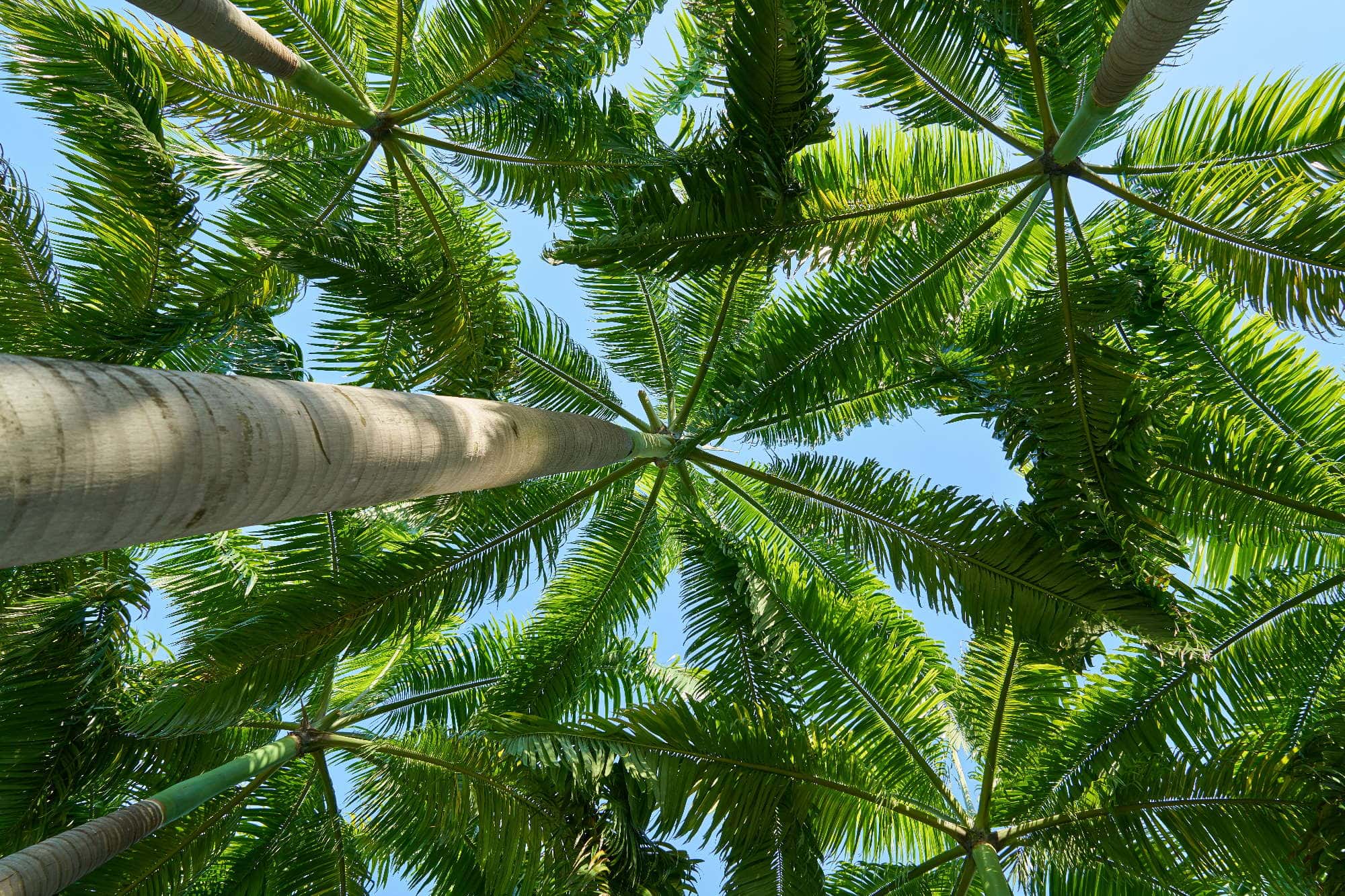 Mauritius - palm trees - African Luxury