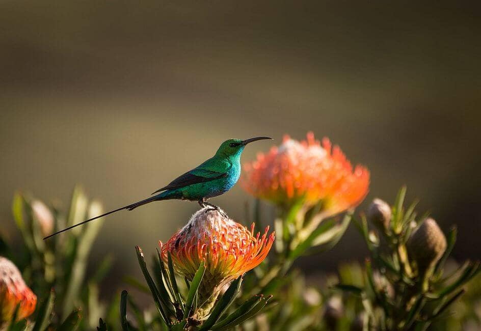 spot de 'sugarbird' op de zuidkust - African Luxury