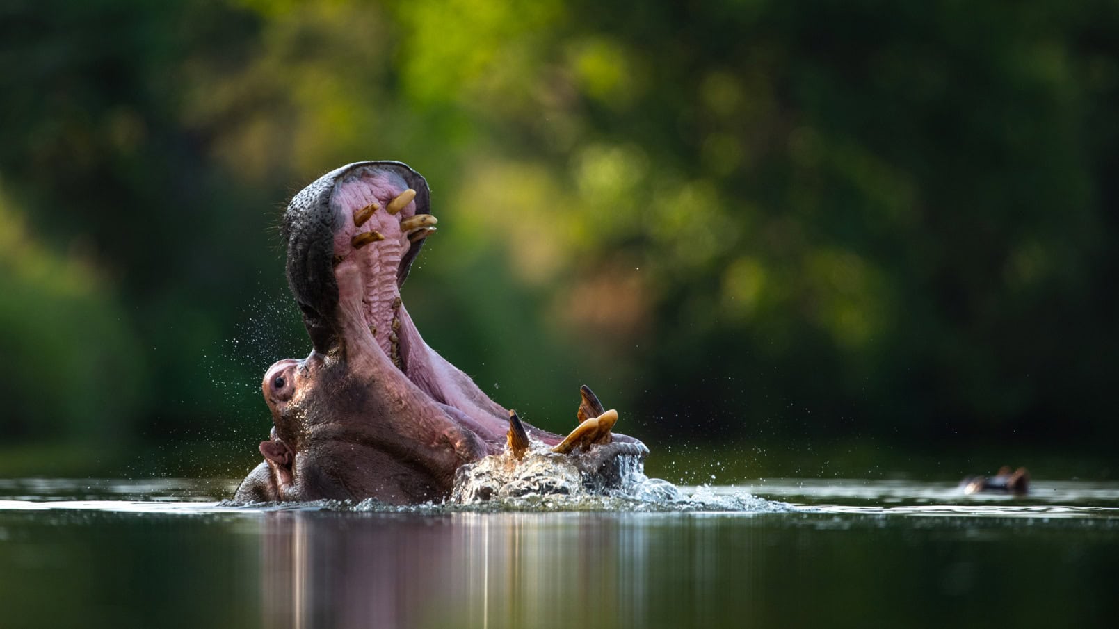 Nijlpaard of hippopotamus met wijdopengesperde muil