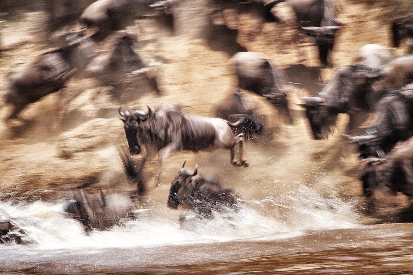 Wildebeesten die vanaf de rivieroever in het stromende water van de Mara rivier springen