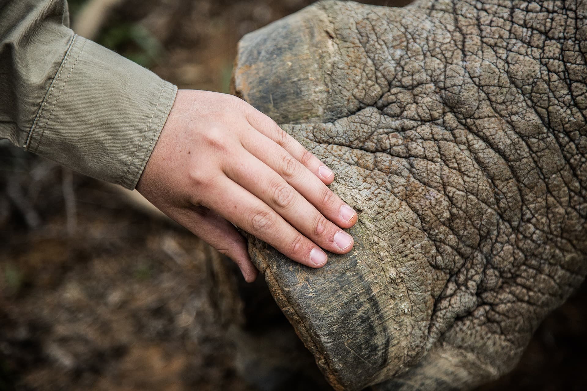 Raak betrokken tijdens je luxe safari bij natuurbehoudsprojecten - African Luxury