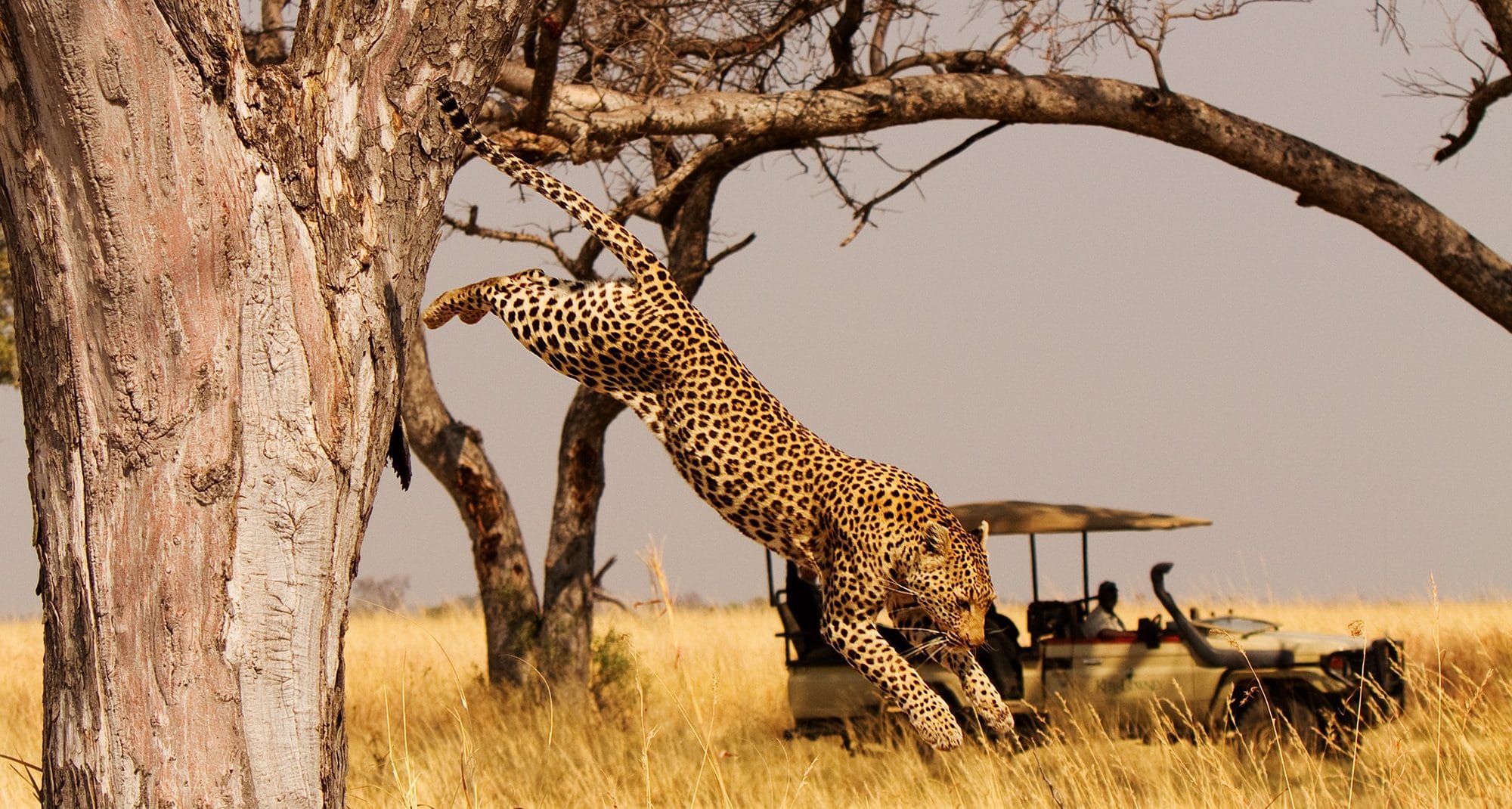 Botswana - LeoJumpingCar Shinde - African Luxury