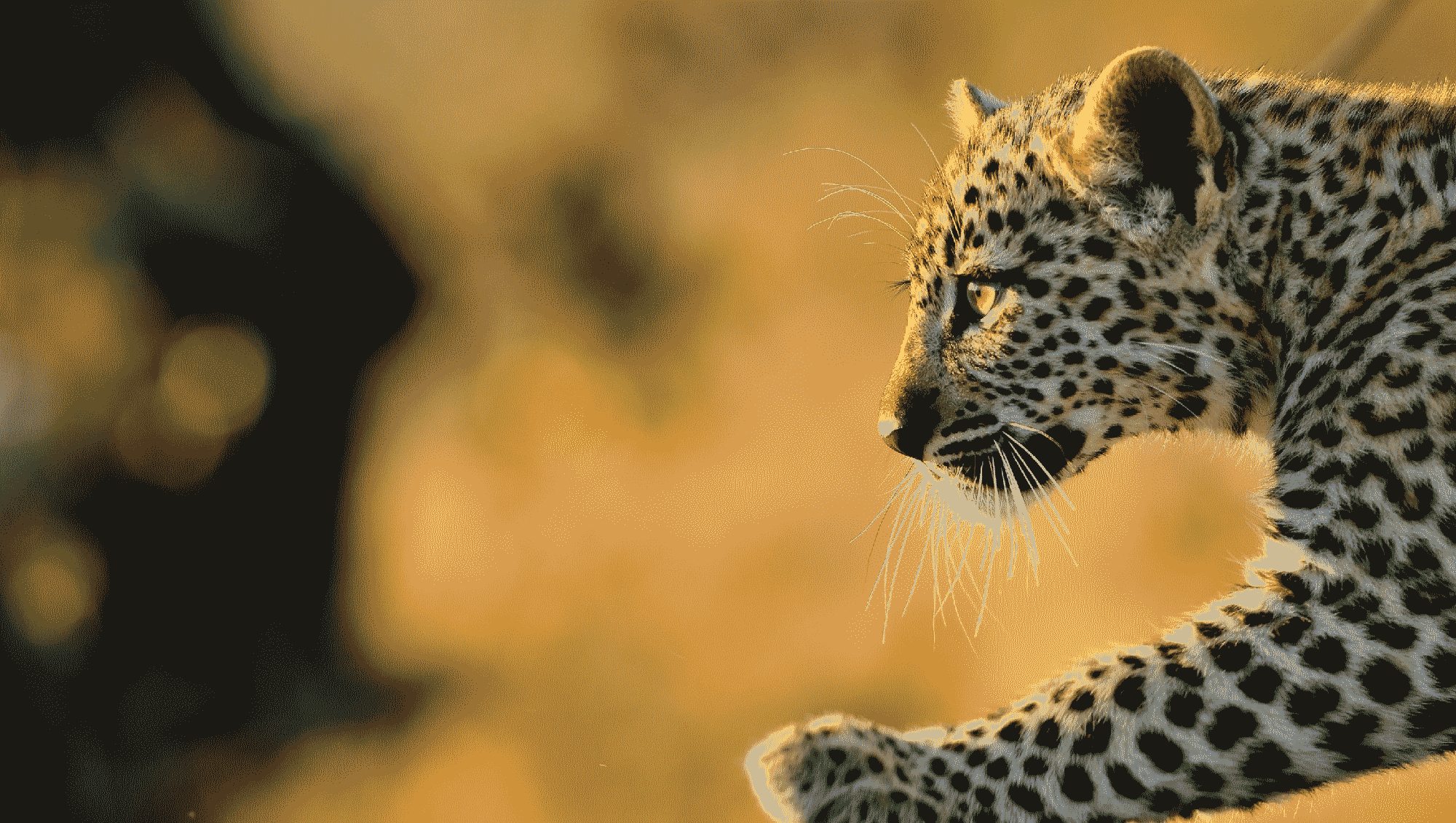 Okonjima - Leopard - African Luxury