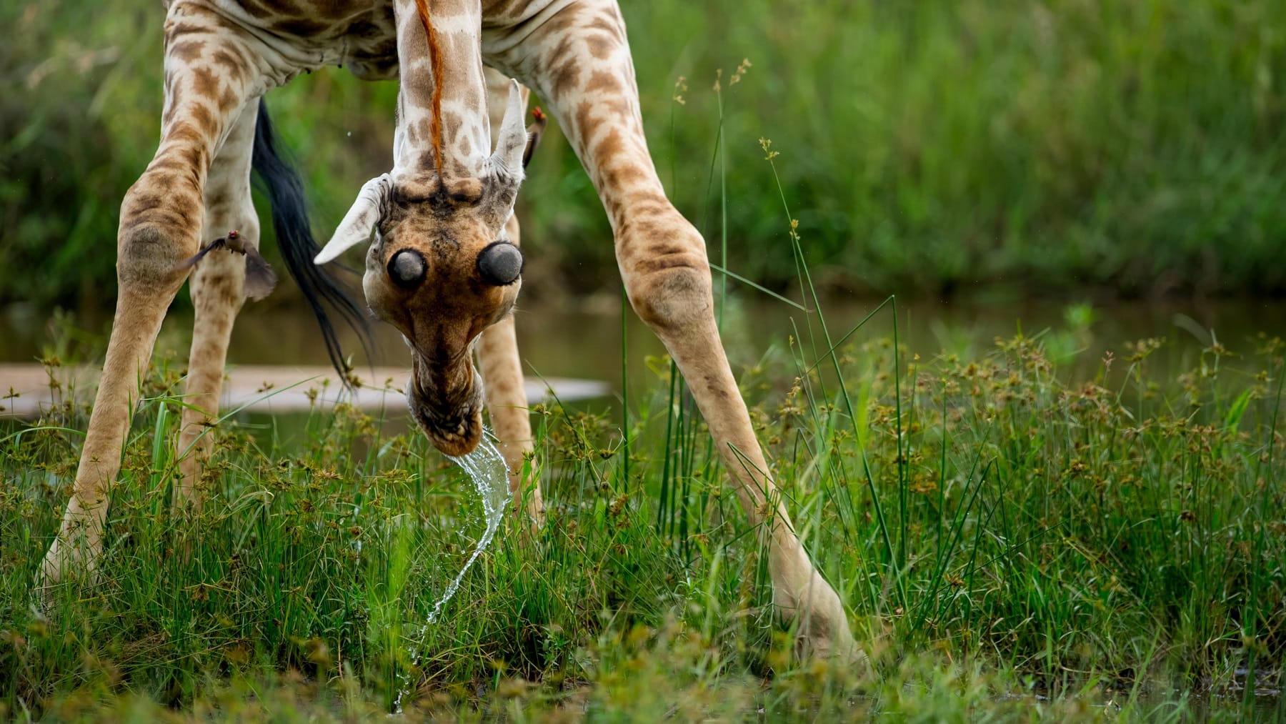 Twee landen safari - African Luxury