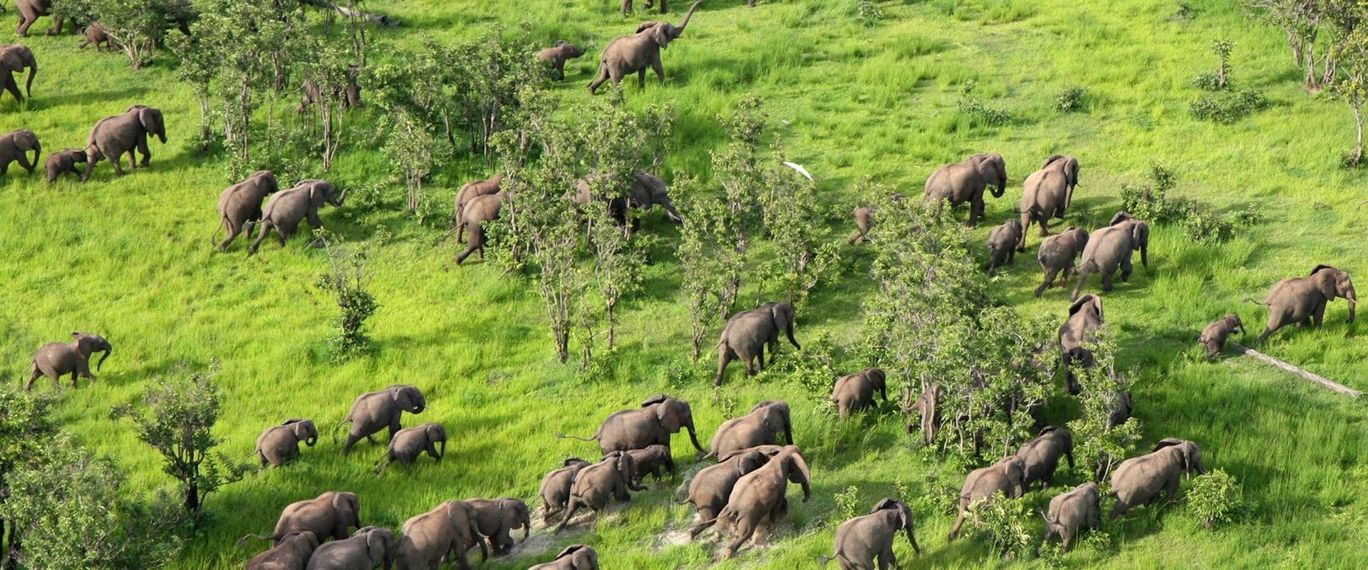 Elephants - Zambia - African Luxury
