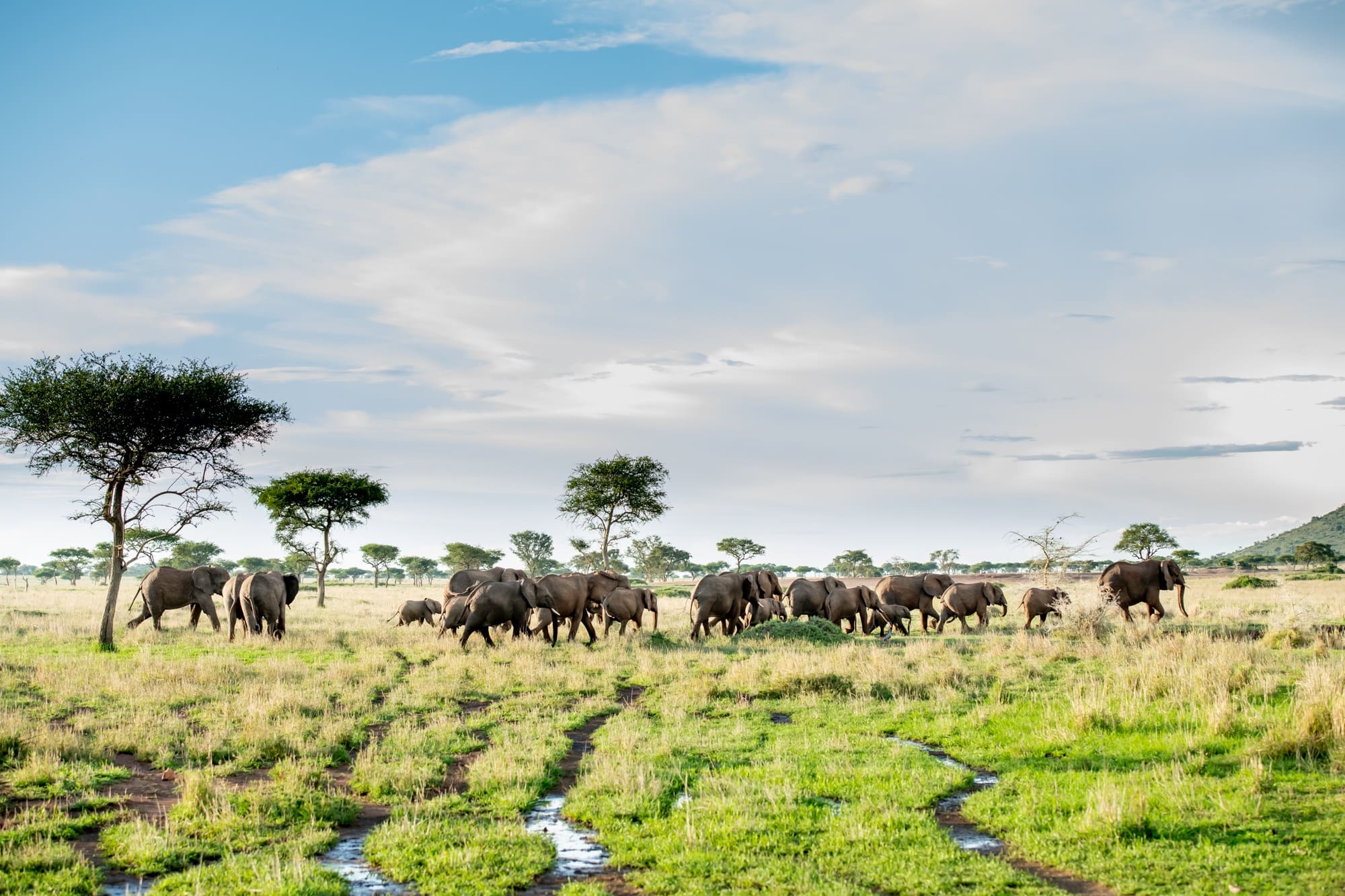 Header-Alice-Elephant Singita Grumeti-african-luxury