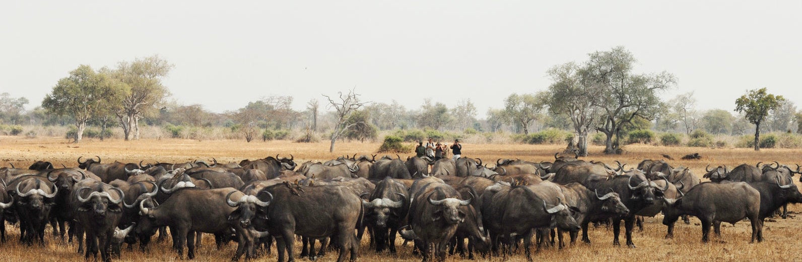 Zoveel buffels kan je spotten in de South Luangwe, Zambia.