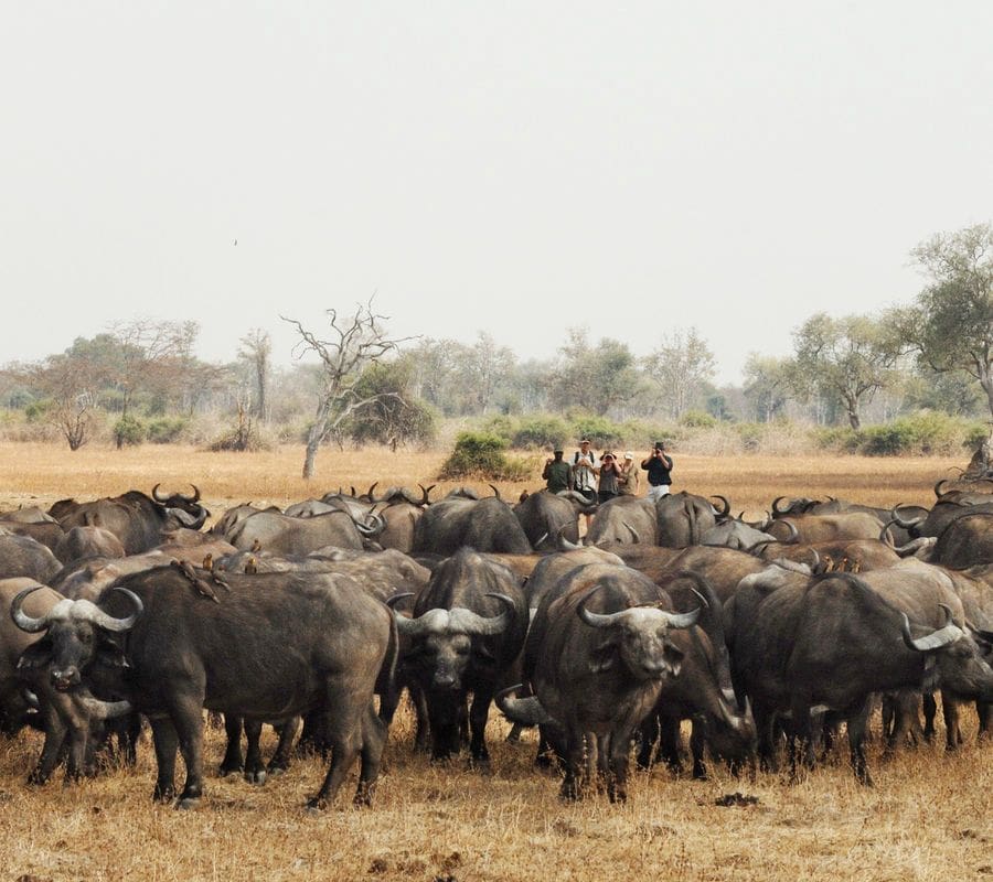 Maakt een luxe wandelsafari in Zambia