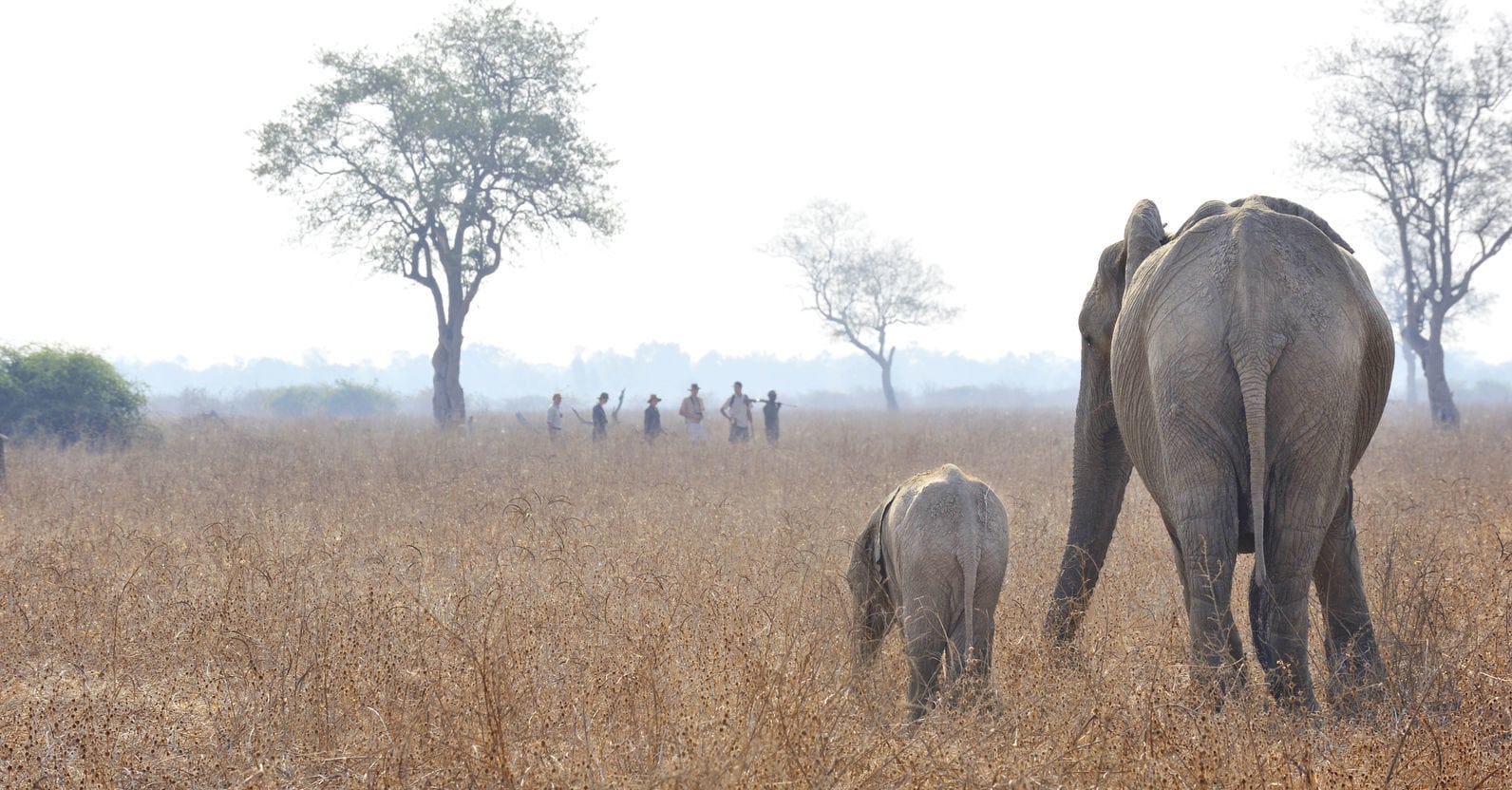 Walk Elephants - Zambia - African Luxury