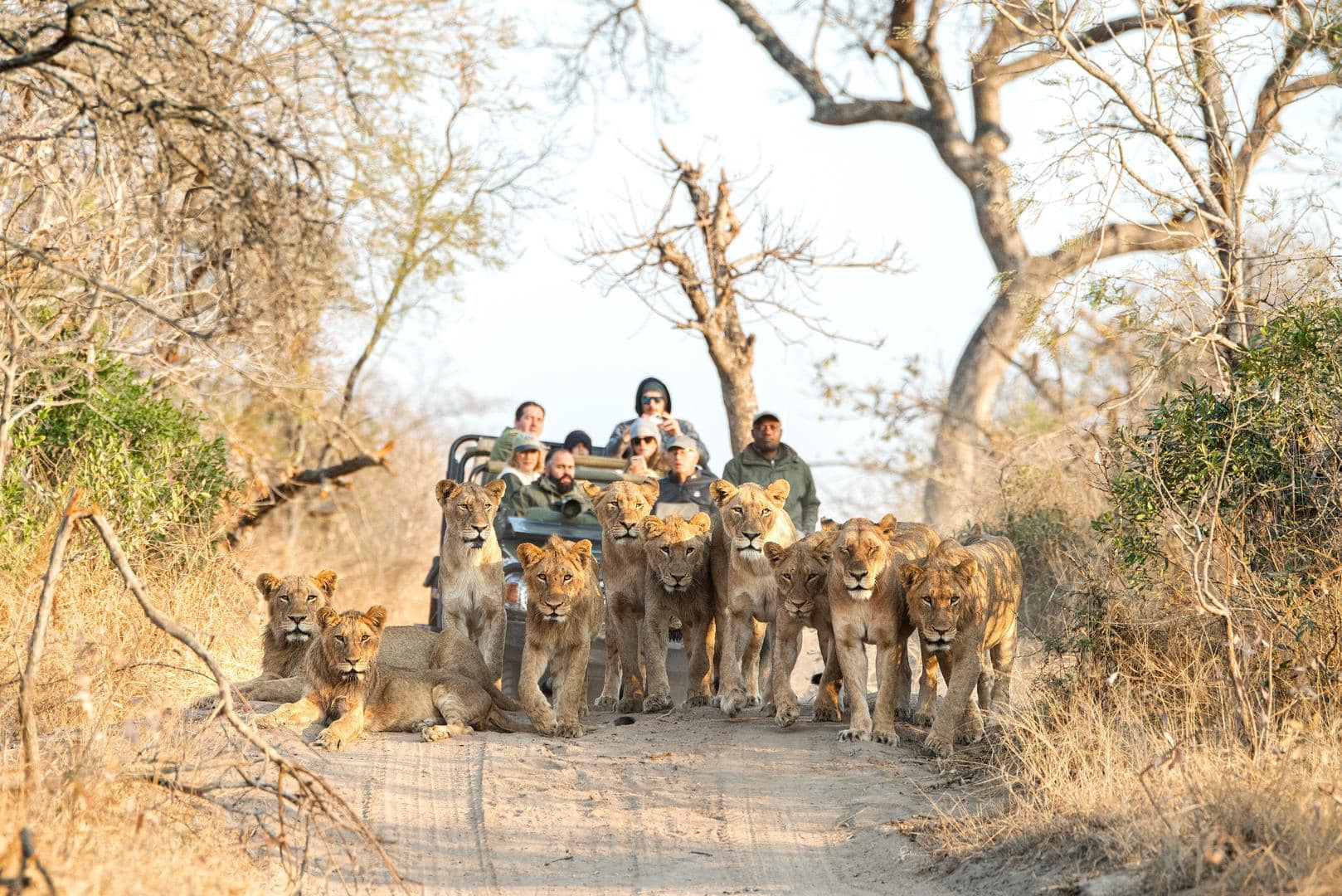 lions - Royal Malelane- Krugerpark - African Luxury