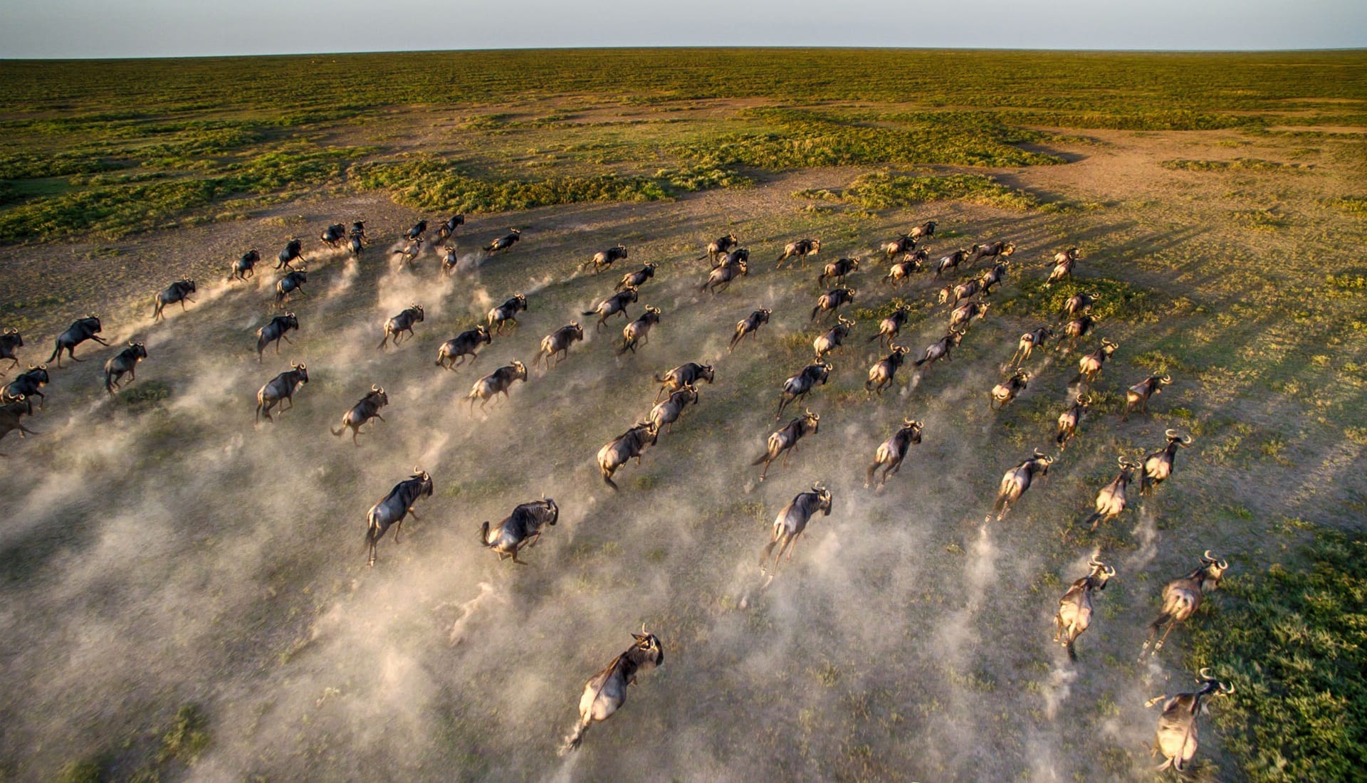 Close-up-aerial-wildebeest-great-migration.jpg