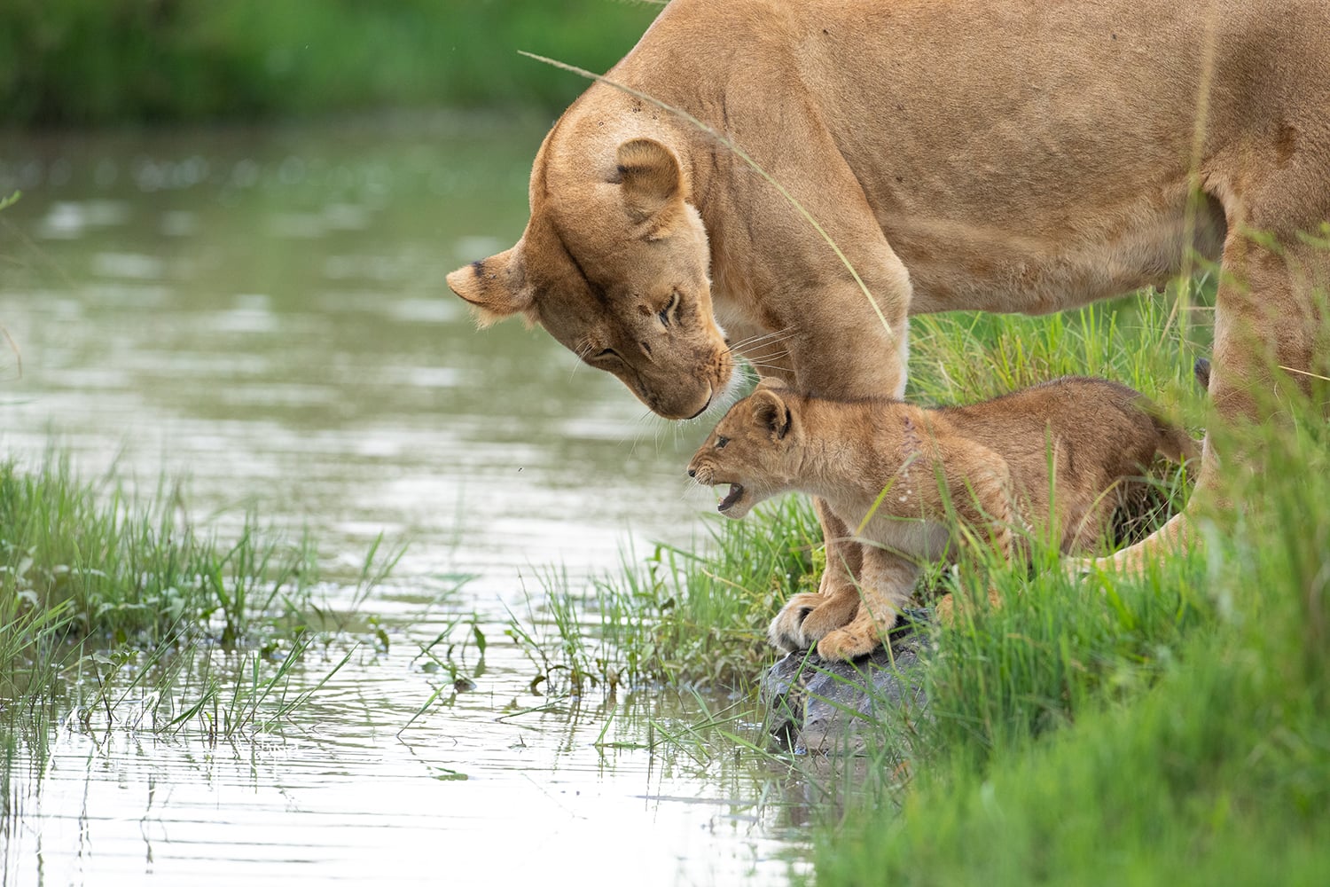 Reisvoorwaarden - African Luxury