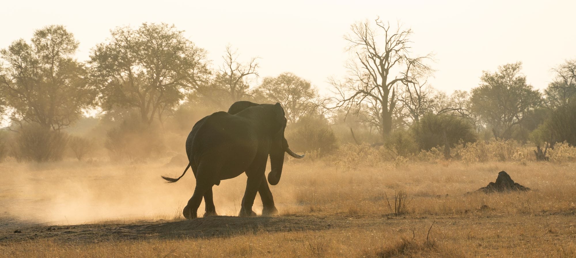 Khwai Lediba Bush Camp - Botswana - African Luxury