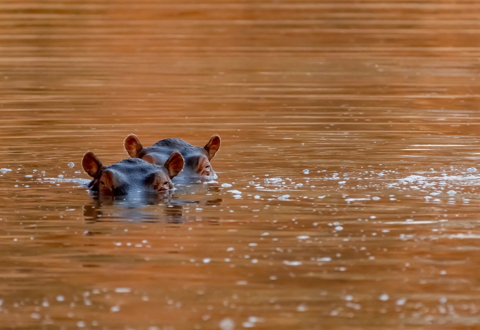 Jongomero_baby hippos enjoying the water-tanzania-african-luxury