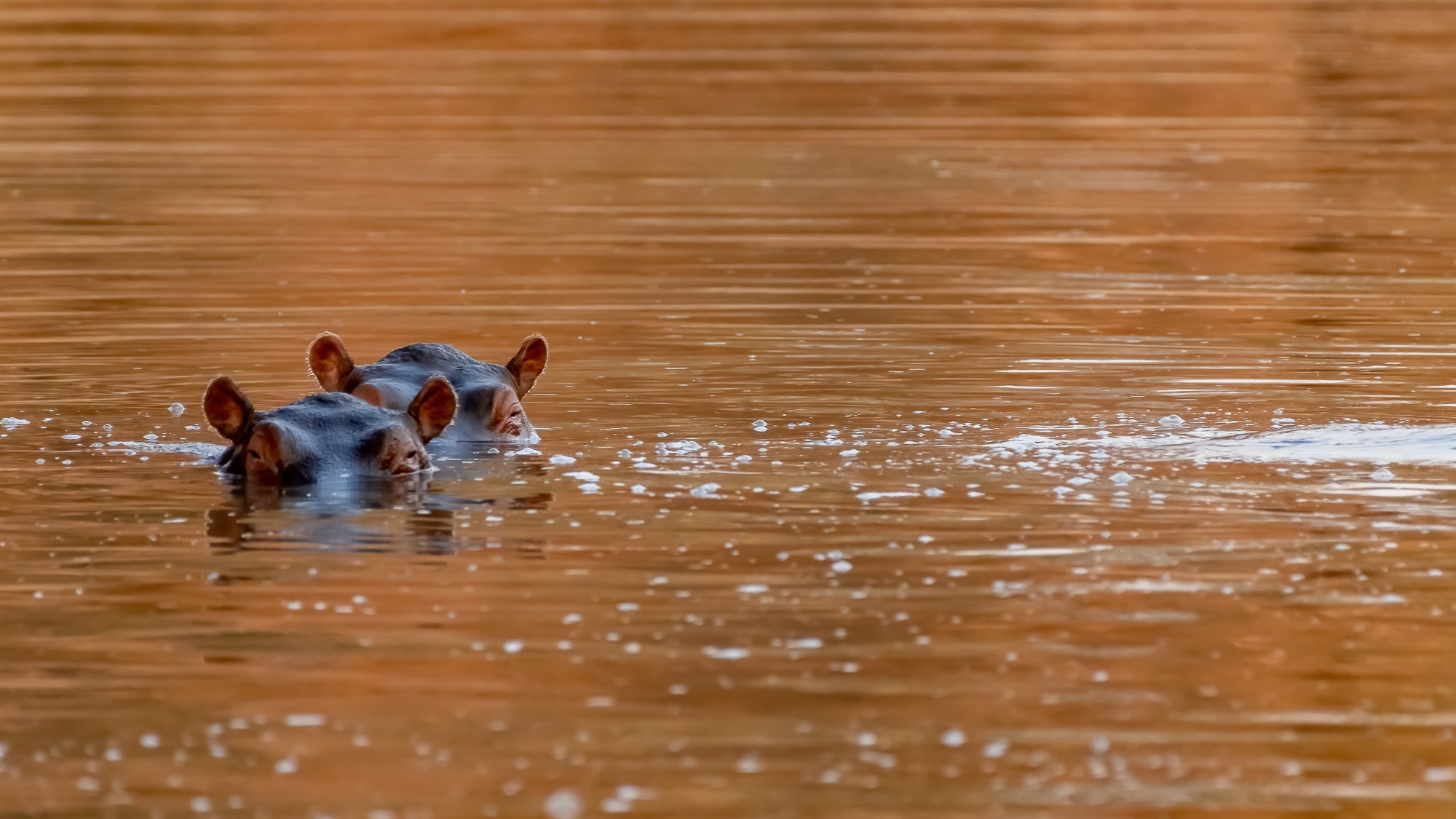 Jongomero_baby hippos enjoying the water-tanzania-african-luxury