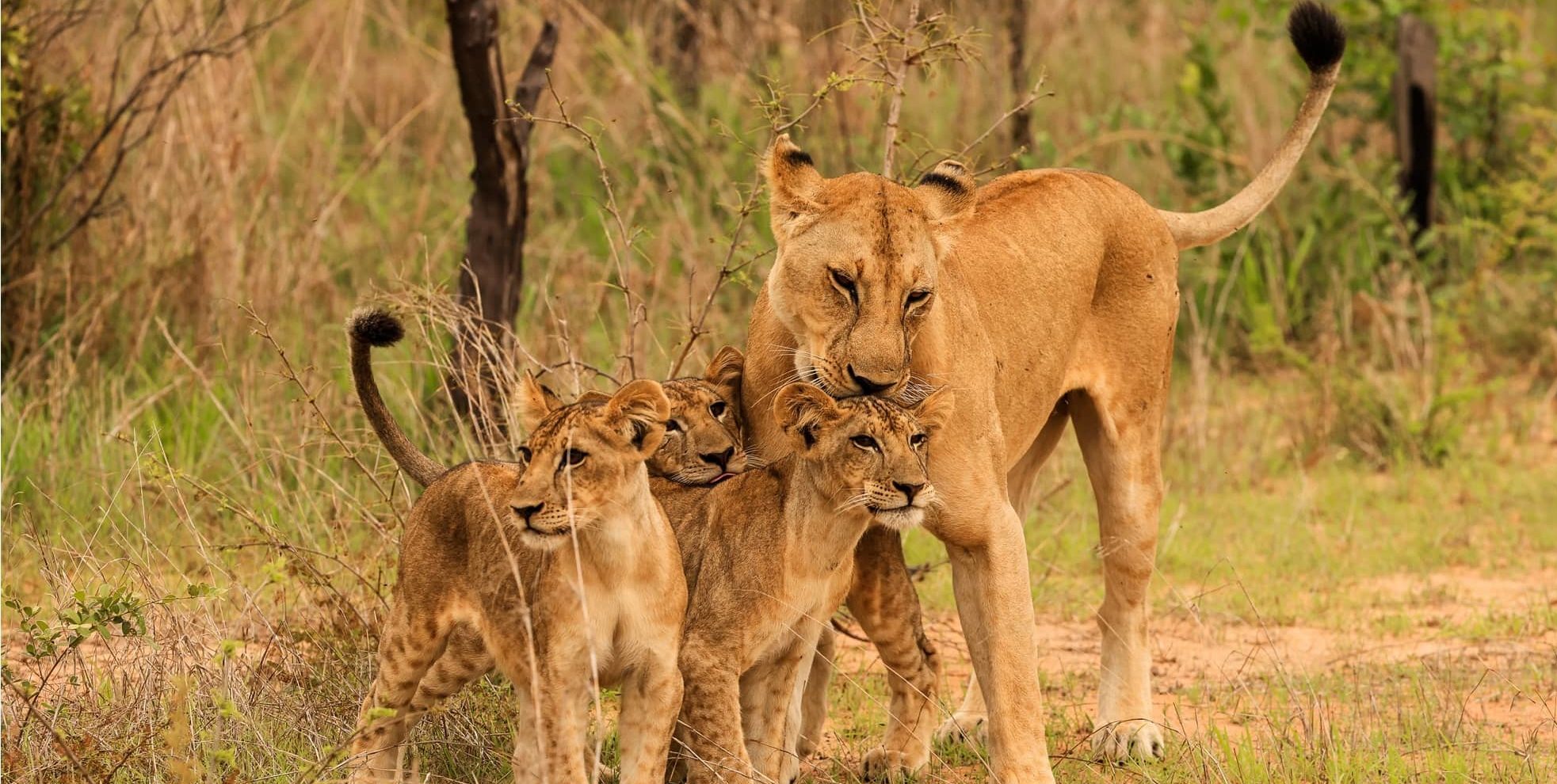 Lionness and cubs-Tanzania-African-luxury