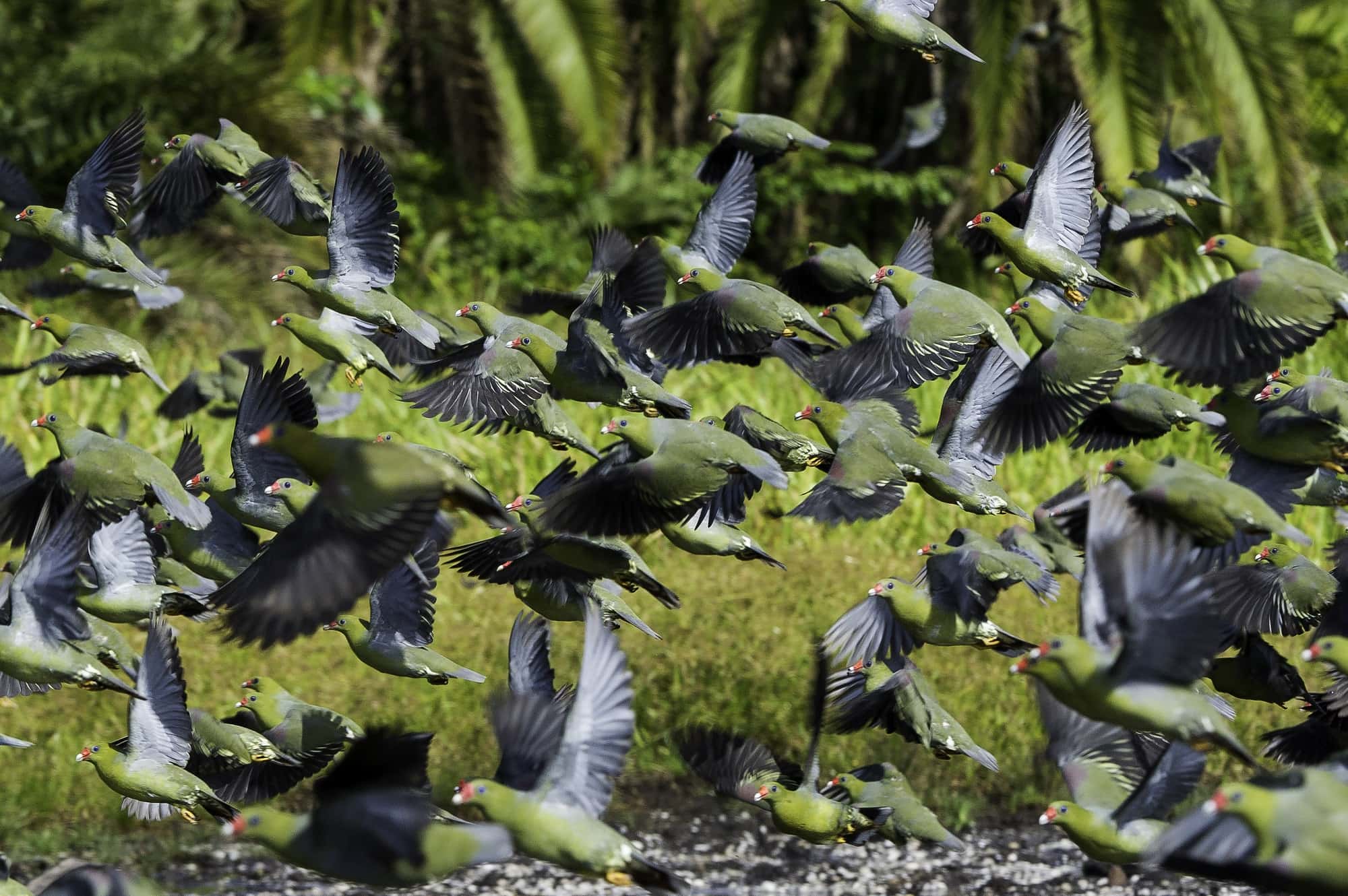 Header-Congo-Brazzaville-birds-african-luxury