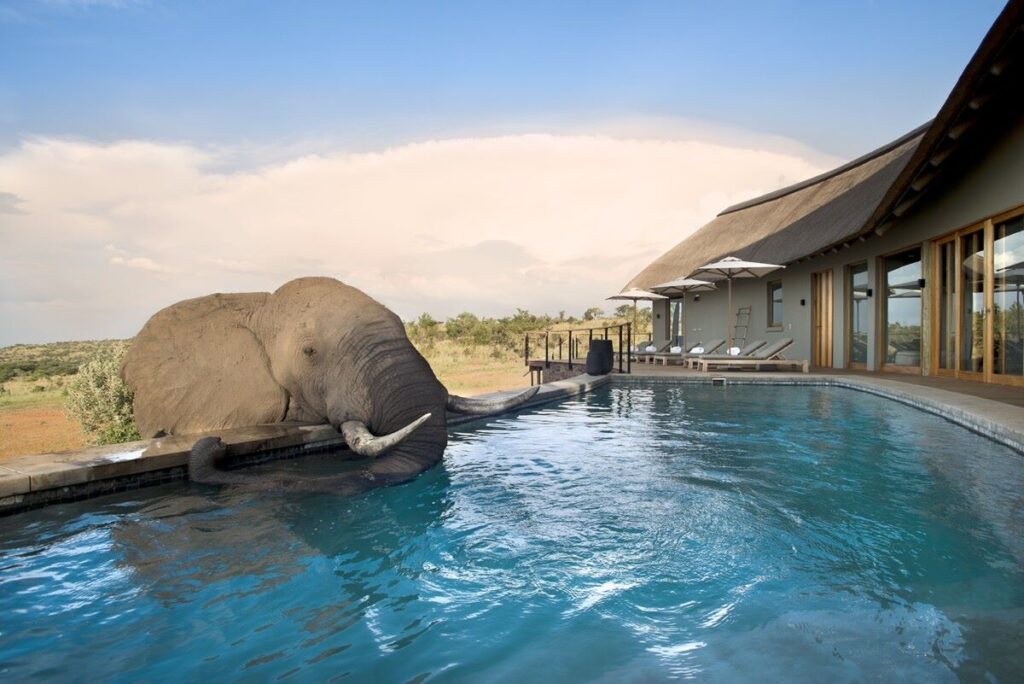 Luxe lodge Mhondoro - olifanten drinken uit het zwembad