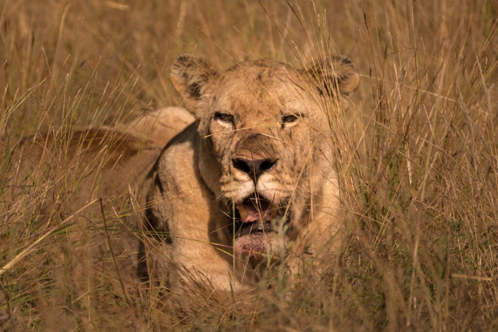 Veel wild in Madikwe Game reserve, zeker de leeuw.