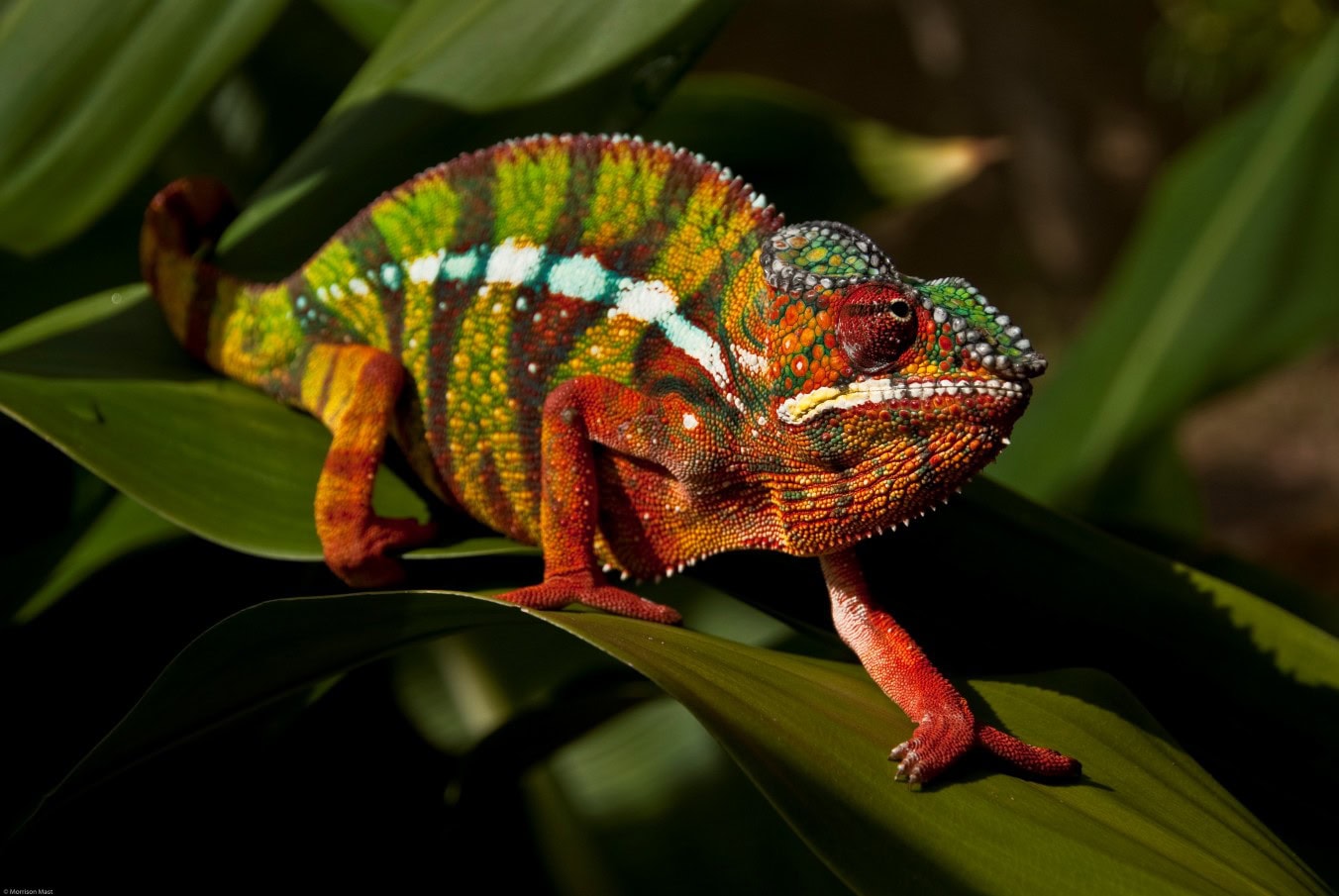 Kameleon met prachtige kleuren op Madagaskar