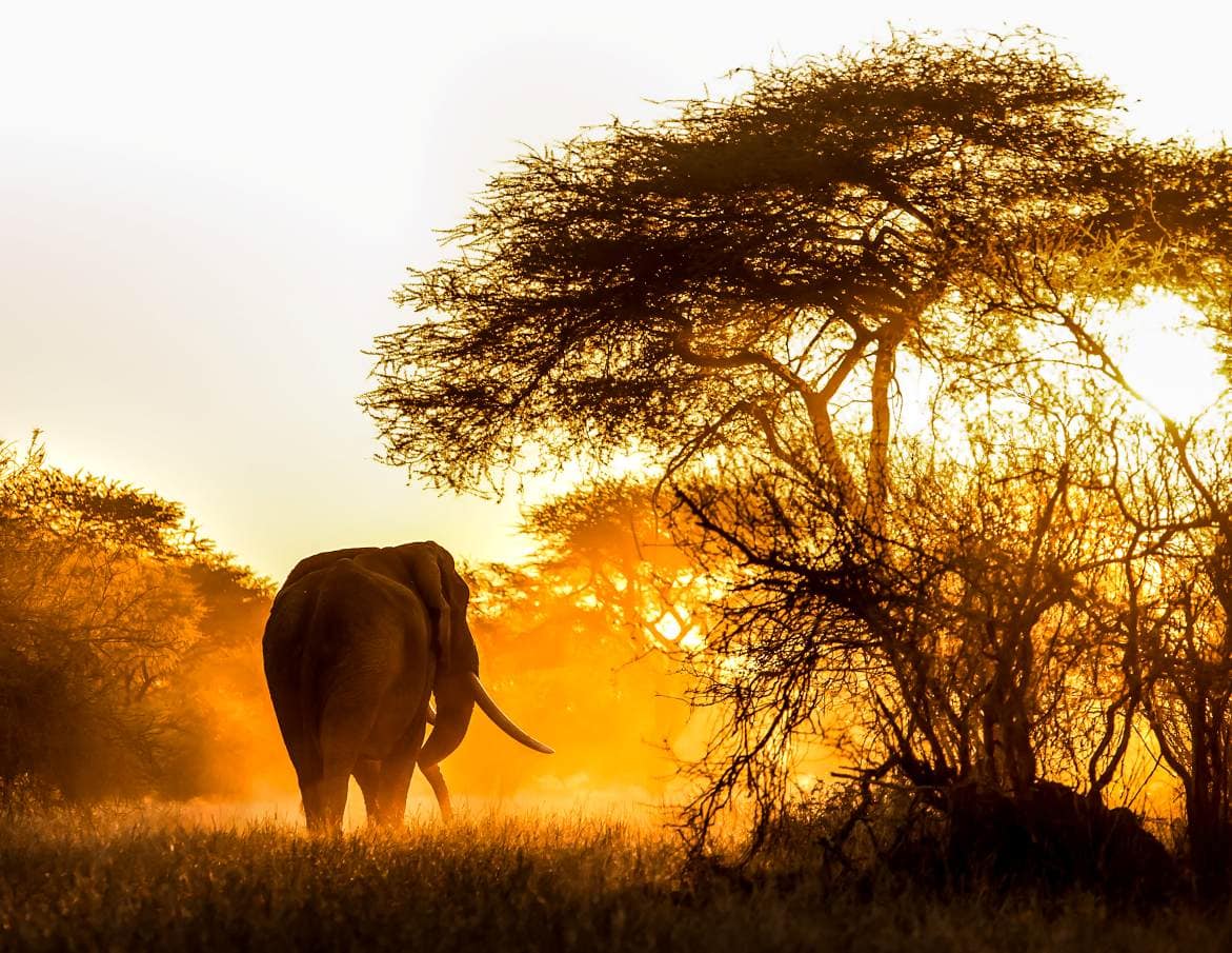 Olifant tijdens Golden Hour