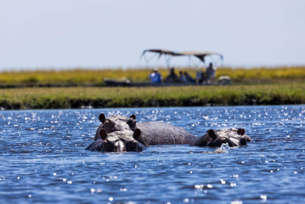 Een bootcruise op de Chobe rivier met spelende nijlpaarden