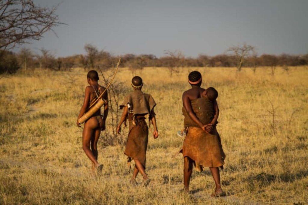 De San mensen die in de Kalahari wonen gaan op jacht
