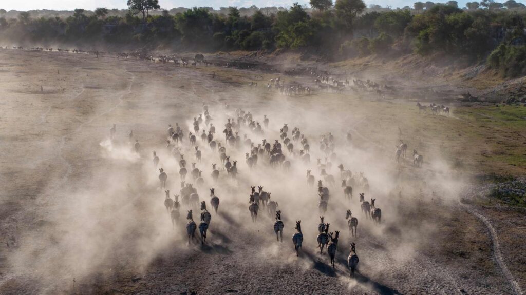 Rennende zebra's in de het droge Makgadikgadi in Botswana