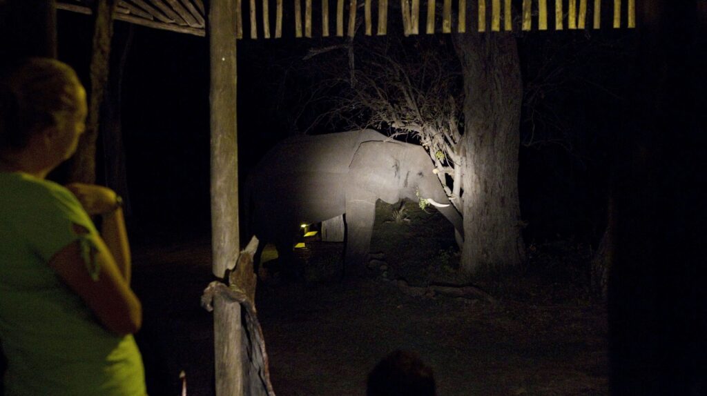 Olifant tijdens nachtsafari in Afrika